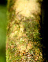  ( - BioBot01483)  @11 [ ] CreativeCommons - Attribution Non-Commercial Share-Alike (2010) Daniel H. Janzen Guanacaste Dry Forest Conservation Fund