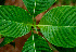  ( - BioBot01483)  @11 [ ] CreativeCommons - Attribution Non-Commercial Share-Alike (2010) Daniel H. Janzen Guanacaste Dry Forest Conservation Fund