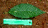  ( - BioBot01483)  @11 [ ] CreativeCommons - Attribution Non-Commercial Share-Alike (2010) Daniel H. Janzen Guanacaste Dry Forest Conservation Fund