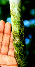  ( - BioBot01484)  @11 [ ] CreativeCommons - Attribution Non-Commercial Share-Alike (2010) Daniel H. Janzen Guanacaste Dry Forest Conservation Fund