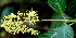  ( - BioBot01484)  @11 [ ] CreativeCommons - Attribution Non-Commercial Share-Alike (2010) Daniel H. Janzen Guanacaste Dry Forest Conservation Fund
