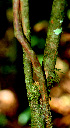  ( - BioBot01485)  @11 [ ] CreativeCommons - Attribution Non-Commercial Share-Alike (2010) Daniel H. Janzen Guanacaste Dry Forest Conservation Fund