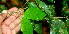  ( - BioBot01485)  @11 [ ] CreativeCommons - Attribution Non-Commercial Share-Alike (2010) Daniel H. Janzen Guanacaste Dry Forest Conservation Fund