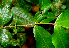  ( - BioBot01485)  @11 [ ] CreativeCommons - Attribution Non-Commercial Share-Alike (2010) Daniel H. Janzen Guanacaste Dry Forest Conservation Fund