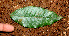  ( - BioBot01485)  @11 [ ] CreativeCommons - Attribution Non-Commercial Share-Alike (2010) Daniel H. Janzen Guanacaste Dry Forest Conservation Fund