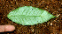  ( - BioBot01485)  @11 [ ] CreativeCommons - Attribution Non-Commercial Share-Alike (2010) Daniel H. Janzen Guanacaste Dry Forest Conservation Fund