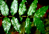  ( - BioBot01486)  @11 [ ] CreativeCommons - Attribution Non-Commercial Share-Alike (2010) Daniel H. Janzen Guanacaste Dry Forest Conservation Fund