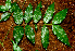  ( - BioBot01486)  @11 [ ] CreativeCommons - Attribution Non-Commercial Share-Alike (2010) Daniel H. Janzen Guanacaste Dry Forest Conservation Fund
