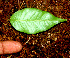  ( - BioBot01486)  @11 [ ] CreativeCommons - Attribution Non-Commercial Share-Alike (2010) Daniel H. Janzen Guanacaste Dry Forest Conservation Fund