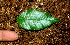  ( - BioBot01486)  @11 [ ] CreativeCommons - Attribution Non-Commercial Share-Alike (2010) Daniel H. Janzen Guanacaste Dry Forest Conservation Fund