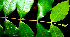  ( - BioBot01487)  @11 [ ] CreativeCommons - Attribution Non-Commercial Share-Alike (2010) Daniel H. Janzen Guanacaste Dry Forest Conservation Fund