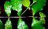  ( - BioBot01487)  @11 [ ] CreativeCommons - Attribution Non-Commercial Share-Alike (2010) Daniel H. Janzen Guanacaste Dry Forest Conservation Fund