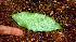  ( - BioBot01487)  @11 [ ] CreativeCommons - Attribution Non-Commercial Share-Alike (2010) Daniel H. Janzen Guanacaste Dry Forest Conservation Fund