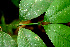  (Garcinia madruno - BioBot01488)  @11 [ ] CreativeCommons - Attribution Non-Commercial Share-Alike (2010) Daniel H. Janzen Guanacaste Dry Forest Conservation Fund