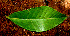  ( - BioBot01486)  @11 [ ] CreativeCommons - Attribution Non-Commercial Share-Alike (2010) Daniel H. Janzen Guanacaste Dry Forest Conservation Fund