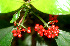 ( - BioBot01501)  @11 [ ] CreativeCommons - Attribution Non-Commercial Share-Alike (2010) Daniel H. Janzen Guanacaste Dry Forest Conservation Fund