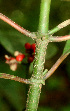  ( - BioBot01501)  @11 [ ] CreativeCommons - Attribution Non-Commercial Share-Alike (2010) Daniel H. Janzen Guanacaste Dry Forest Conservation Fund
