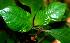  ( - BioBot01502)  @11 [ ] CreativeCommons - Attribution Non-Commercial Share-Alike (2010) Daniel H. Janzen Guanacaste Dry Forest Conservation Fund