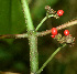  ( - BioBot01502)  @11 [ ] CreativeCommons - Attribution Non-Commercial Share-Alike (2010) Daniel H. Janzen Guanacaste Dry Forest Conservation Fund