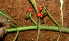  ( - BioBot01502)  @11 [ ] CreativeCommons - Attribution Non-Commercial Share-Alike (2010) Daniel H. Janzen Guanacaste Dry Forest Conservation Fund