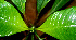  ( - BioBot01503)  @11 [ ] CreativeCommons - Attribution Non-Commercial Share-Alike (2010) Daniel H. Janzen Guanacaste Dry Forest Conservation Fund