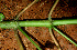  ( - BioBot01503)  @11 [ ] CreativeCommons - Attribution Non-Commercial Share-Alike (2010) Daniel H. Janzen Guanacaste Dry Forest Conservation Fund