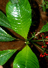  ( - BioBot01503)  @11 [ ] CreativeCommons - Attribution Non-Commercial Share-Alike (2010) Daniel H. Janzen Guanacaste Dry Forest Conservation Fund
