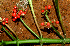  ( - BioBot01503)  @11 [ ] CreativeCommons - Attribution Non-Commercial Share-Alike (2010) Daniel H. Janzen Guanacaste Dry Forest Conservation Fund