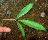  (Tabebuia palustris - BioBot01505)  @11 [ ] CreativeCommons - Attribution Non-Commercial Share-Alike (2010) Daniel H. Janzen Guanacaste Dry Forest Conservation Fund