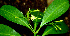  (Tabernaemontana alba - BioBot01517)  @11 [ ] CreativeCommons - Attribution Non-Commercial Share-Alike (2010) Daniel H. Janzen Guanacaste Dry Forest Conservation Fund