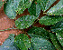  ( - BioBot01530)  @11 [ ] CreativeCommons - Attribution Non-Commercial Share-Alike (2010) Daniel H. Janzen Guanacaste Dry Forest Conservation Fund