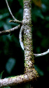  ( - BioBot01533)  @11 [ ] CreativeCommons - Attribution Non-Commercial Share-Alike (2010) Daniel H. Janzen Guanacaste Dry Forest Conservation Fund