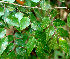  ( - BioBot01533)  @11 [ ] CreativeCommons - Attribution Non-Commercial Share-Alike (2010) Daniel H. Janzen Guanacaste Dry Forest Conservation Fund