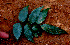  ( - BioBot01533)  @11 [ ] CreativeCommons - Attribution Non-Commercial Share-Alike (2010) Daniel H. Janzen Guanacaste Dry Forest Conservation Fund