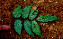  ( - BioBot01533)  @11 [ ] CreativeCommons - Attribution Non-Commercial Share-Alike (2010) Daniel H. Janzen Guanacaste Dry Forest Conservation Fund