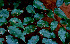  ( - BioBot01533)  @11 [ ] CreativeCommons - Attribution Non-Commercial Share-Alike (2010) Daniel H. Janzen Guanacaste Dry Forest Conservation Fund