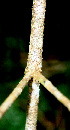  ( - BioBot01534)  @11 [ ] CreativeCommons - Attribution Non-Commercial Share-Alike (2010) Daniel H. Janzen Guanacaste Dry Forest Conservation Fund