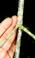  ( - BioBot01534)  @11 [ ] CreativeCommons - Attribution Non-Commercial Share-Alike (2010) Daniel H. Janzen Guanacaste Dry Forest Conservation Fund