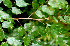  ( - BioBot01534)  @11 [ ] CreativeCommons - Attribution Non-Commercial Share-Alike (2010) Daniel H. Janzen Guanacaste Dry Forest Conservation Fund