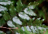  ( - BioBot01534)  @11 [ ] CreativeCommons - Attribution Non-Commercial Share-Alike (2010) Daniel H. Janzen Guanacaste Dry Forest Conservation Fund