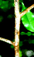  ( - BioBot01535)  @11 [ ] CreativeCommons - Attribution Non-Commercial Share-Alike (2010) Daniel H. Janzen Guanacaste Dry Forest Conservation Fund