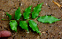  ( - BioBot01535)  @11 [ ] CreativeCommons - Attribution Non-Commercial Share-Alike (2010) Daniel H. Janzen Guanacaste Dry Forest Conservation Fund
