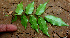  ( - BioBot01535)  @11 [ ] CreativeCommons - Attribution Non-Commercial Share-Alike (2010) Daniel H. Janzen Guanacaste Dry Forest Conservation Fund