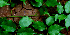  ( - BioBot01535)  @11 [ ] CreativeCommons - Attribution Non-Commercial Share-Alike (2010) Daniel H. Janzen Guanacaste Dry Forest Conservation Fund