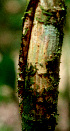  ( - BioBot01545)  @11 [ ] CreativeCommons - Attribution Non-Commercial Share-Alike (2010) Daniel H. Janzen Guanacaste Dry Forest Conservation Fund