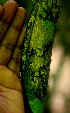  ( - BioBot01545)  @11 [ ] CreativeCommons - Attribution Non-Commercial Share-Alike (2010) Daniel H. Janzen Guanacaste Dry Forest Conservation Fund
