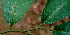  ( - BioBot01545)  @11 [ ] CreativeCommons - Attribution Non-Commercial Share-Alike (2010) Daniel H. Janzen Guanacaste Dry Forest Conservation Fund