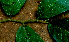  ( - BioBot01545)  @11 [ ] CreativeCommons - Attribution Non-Commercial Share-Alike (2010) Daniel H. Janzen Guanacaste Dry Forest Conservation Fund