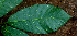  ( - BioBot01545)  @11 [ ] CreativeCommons - Attribution Non-Commercial Share-Alike (2010) Daniel H. Janzen Guanacaste Dry Forest Conservation Fund