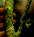  ( - BioBot01547)  @11 [ ] CreativeCommons - Attribution Non-Commercial Share-Alike (2010) Daniel H. Janzen Guanacaste Dry Forest Conservation Fund